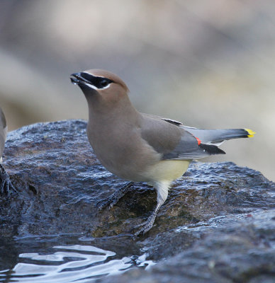 Cedar Waxwing 