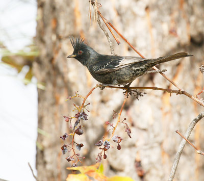 Phainopepla