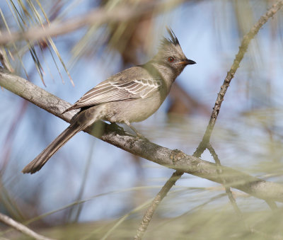 Phainopepla 