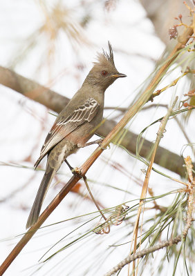 Phainopepla