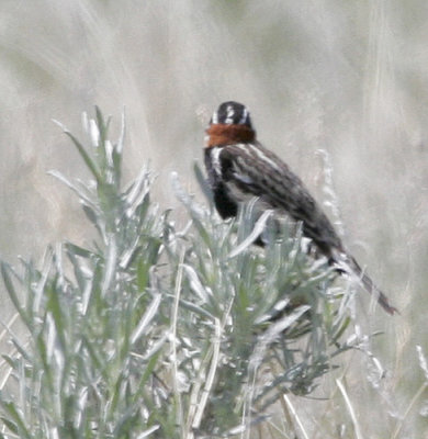 Chestnut-collared Longspur 