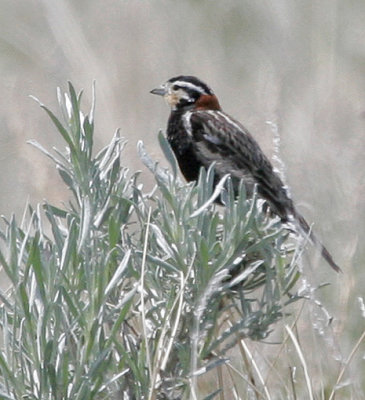 Chestnut-collared Longspur 