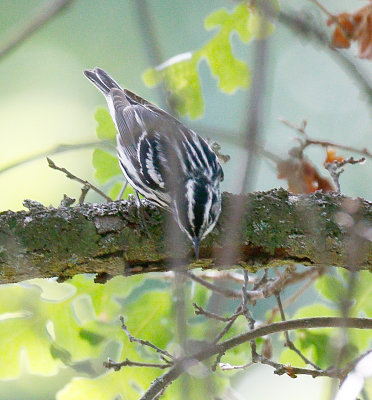 Black and White Warbler 