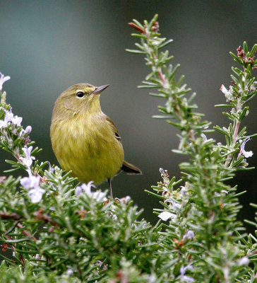 Orange-crowned Warbler 