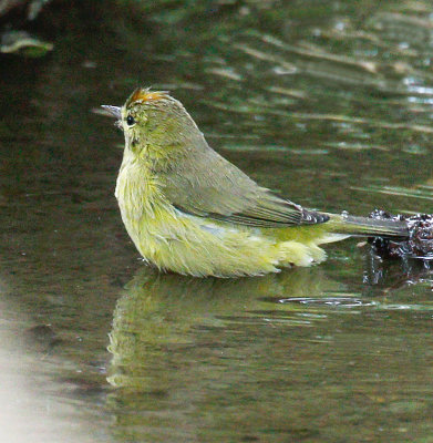 Orange-crowned Warbler 