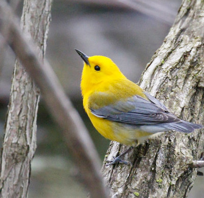  Prothonotary Warbler 