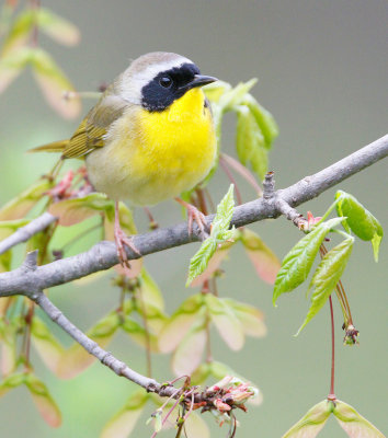 Common Yellowthroat 