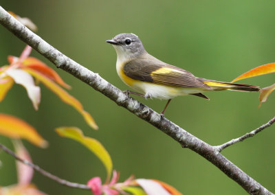American Redstart 