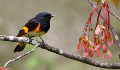 American Redstart 