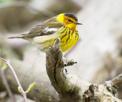 Cape May Warbler 