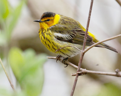 cape_may_warbler