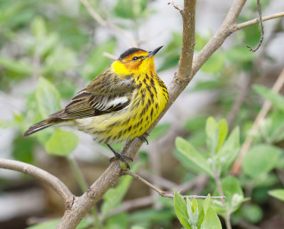 Cape May Warbler 