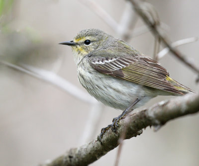 Cape May Warbler 