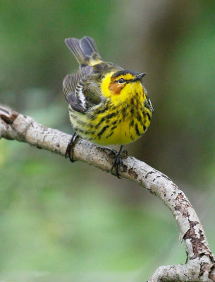 Cape May Warbler 