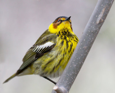 Cape May Warbler 