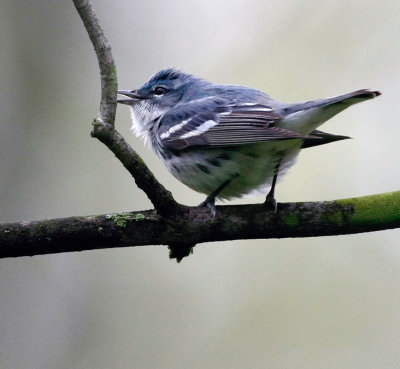 Cerulean Warbler