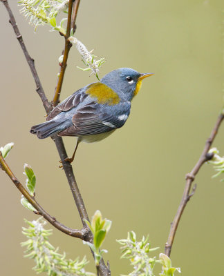 Northern Parula 