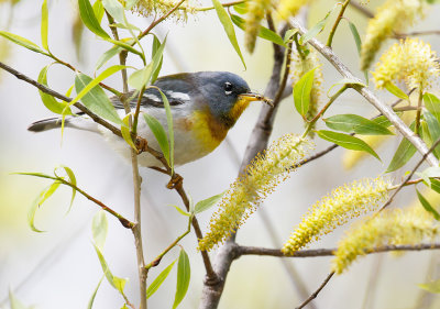 Northern Parula 