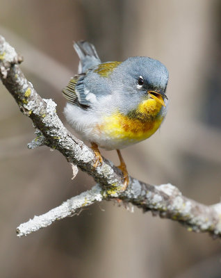 Northern Parula 