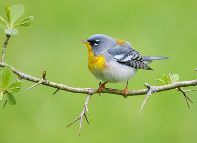Northern Parula 