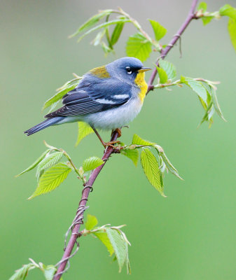 Northern Parula 