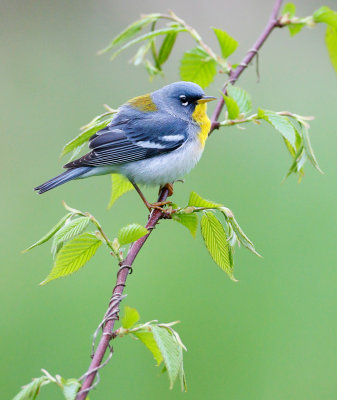 northern_parula