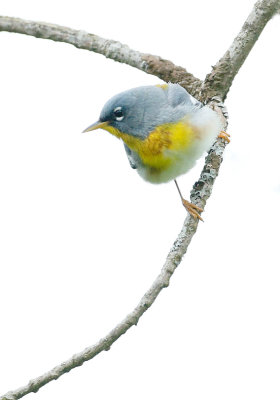 Northern Parula 