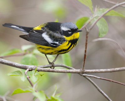 Magnolia Warbler 