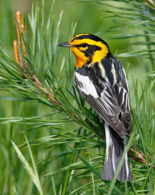 Blackburnian Warbler 