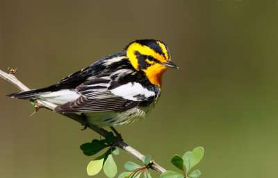 Blackburnian Warbler 