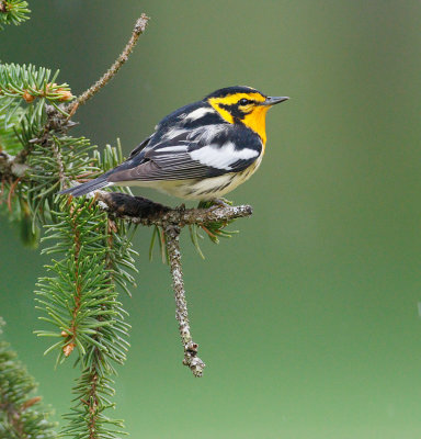 Blackburnian Warbler 