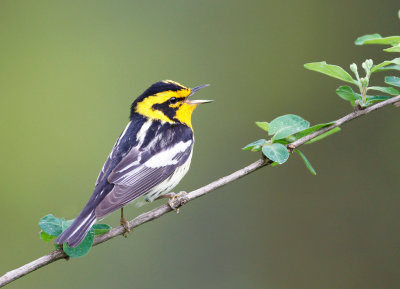 Blackburnian Warbler 