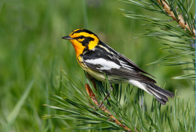 Blackburnian Warbler 