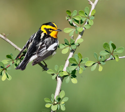 Blackburnian Warbler 