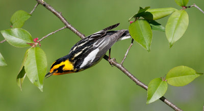 Blackburnian Warbler 