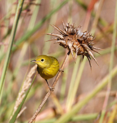 Yellow Warbler 