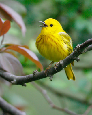 yellow_warbler