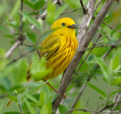 Yellow Warbler