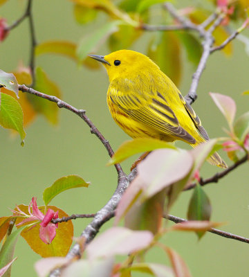 Yellow Warbler 