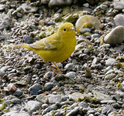 Yellow Warbler 