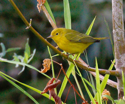 Yellow Warbler 