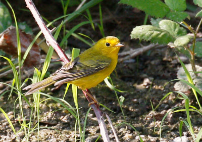 Yellow Warbler