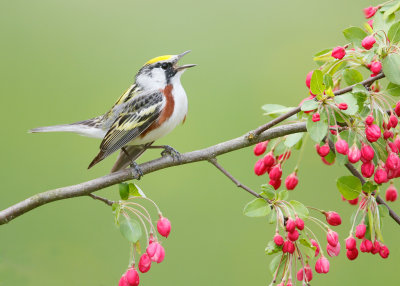 Chestnut-sided Warbler 