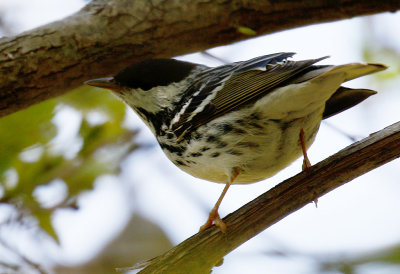 Blackpoll Warbler 