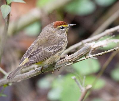 Palm Warbler