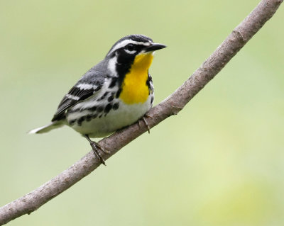 yellowthroated_warbler