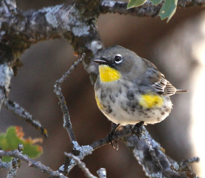  Yellow-rumped Warbler 