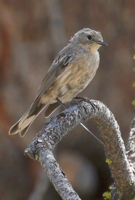 Yellow-rumped Warbler 