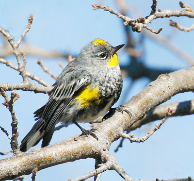 yellowrumped_warbler_audubons