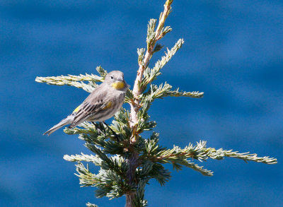 Audubon's Warbler 